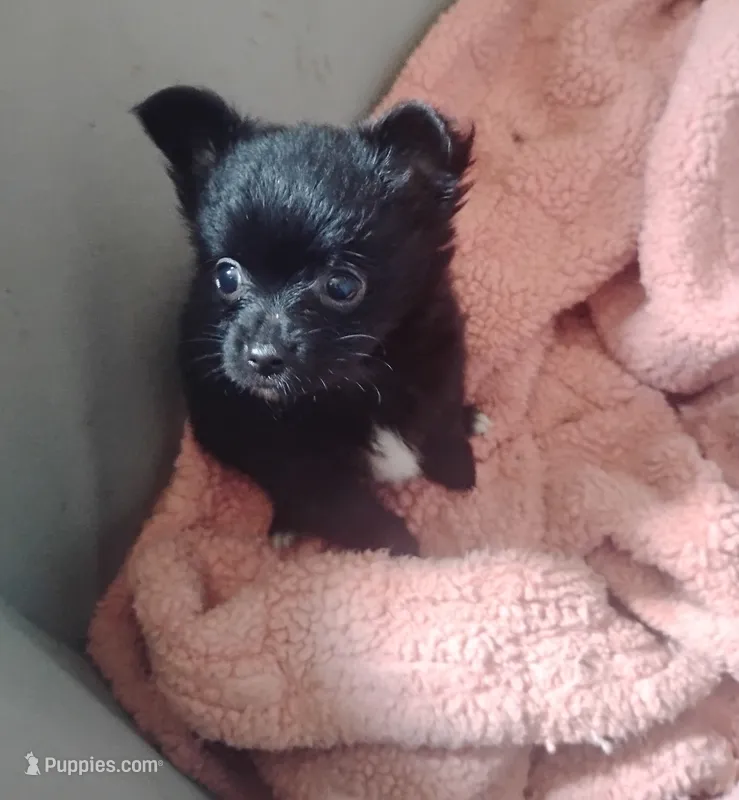 Max – Chihuahua puppy for sale in Munfordville, KY
