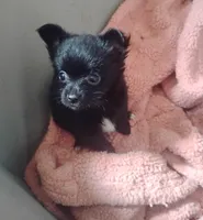 Max, a male Chihuahua for sale in Munfordville, KY – 1 of 4