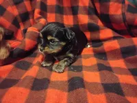 Max, a male Yorkshire Terrier for sale in Munfordville, KY – 2 of 7