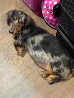 Max, a male Dachshund for sale in Munfordville, KY – 7 of 7