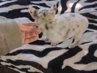 Princess , a female Chihuahua for sale in Munfordville, KY – 2 of 6