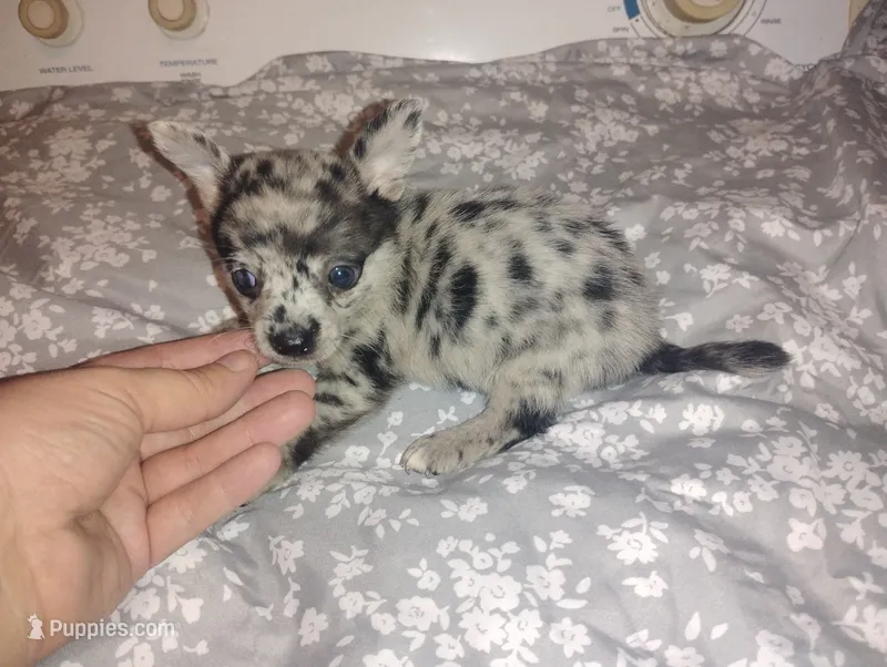 Max – Chihuahua puppy for sale in Munfordville, KY