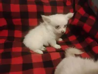 Tinkerbell , a female Chihuahua for sale in Munfordville, KY – 1 of 4