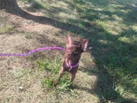 Maple , a female Chihuahua for sale in Munfordville, KY – 3 of 3