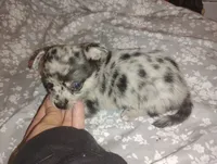 Levi , a male Chihuahua for sale in Munfordville, KY – 2 of 4