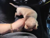 Milo, a male Chihuahua for sale in Munfordville, KY – 3 of 5