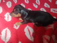 Maverick , a male Miniature Dachshund for sale in Munfordville, KY – 2 of 3