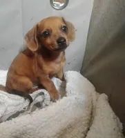 Max, a male Miniature Dachshund for sale in Munfordville, KY – 4 of 6