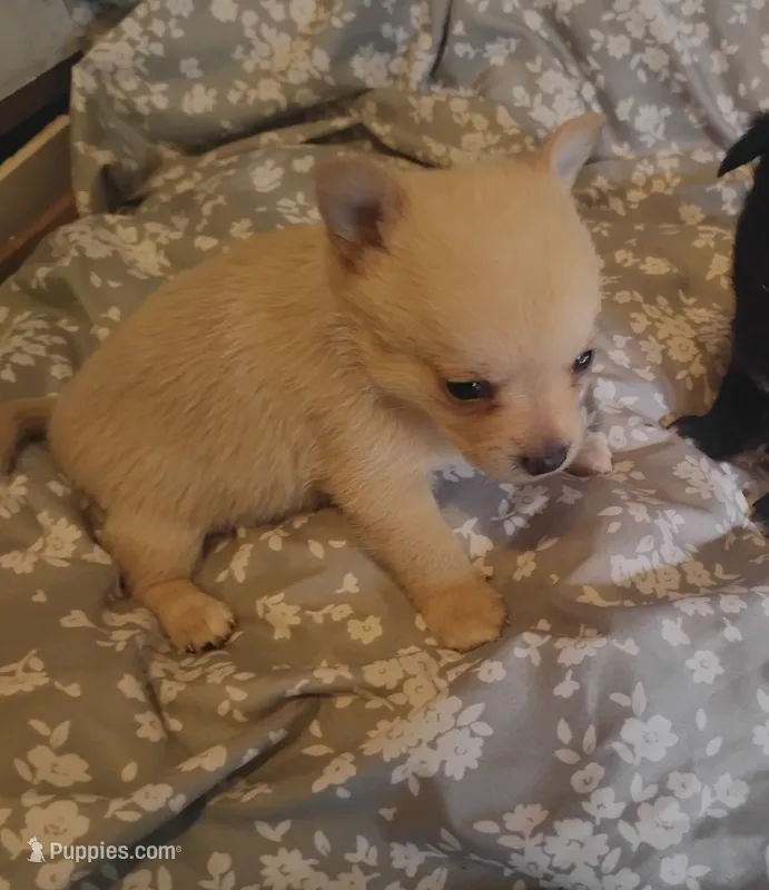 Lilly  – Chihuahua puppy for sale in Munfordville, KY