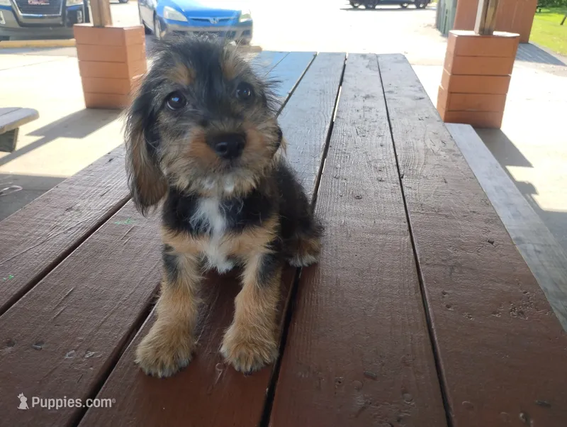 Lilly  – Dachshund, Yorkshire Terrier puppy for sale in Munfordville, KY