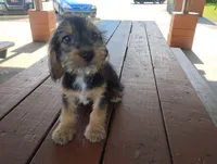 Lilly , a female Dachshund and Yorkshire Terrier for sale in Munfordville, KY – 1 of 6