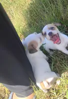 Molly , a female Chihuahua for sale in Munfordville, KY – 3 of 5