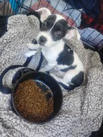 Daisy , a female Chihuahua for sale in Munfordville, KY – 4 of 6