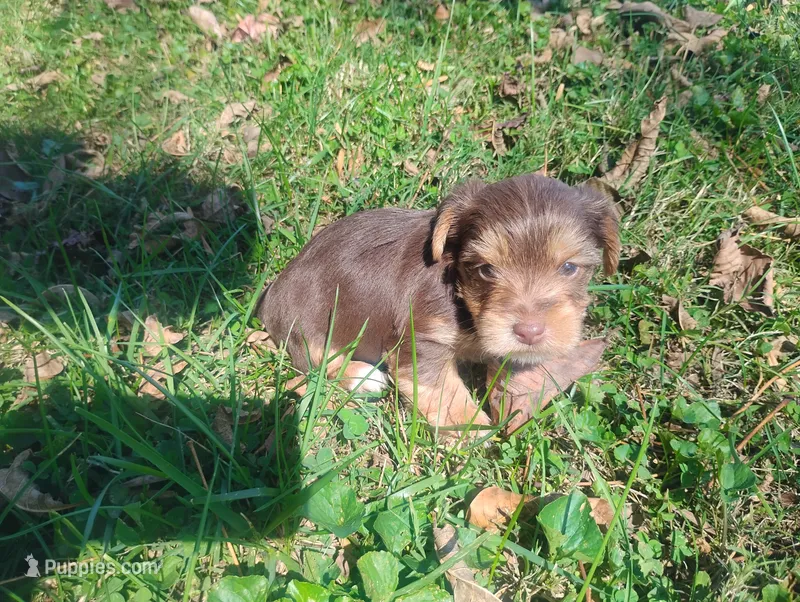 Max – Yorkshire Terrier puppy for sale in Munfordville, KY