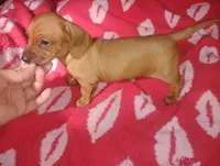 Milo, a male Miniature Dachshund for sale in Munfordville, KY – 4 of 4