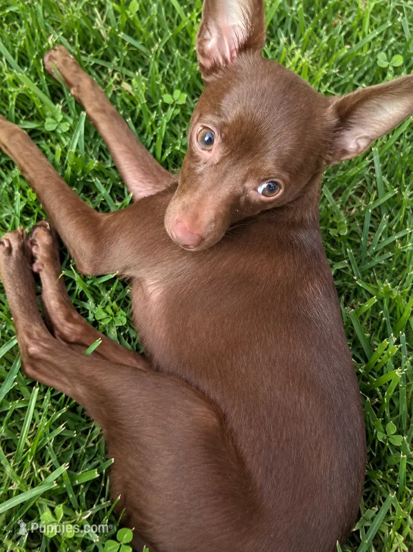 Maple asking her – Chihuahua puppy for sale in Munfordville, KY