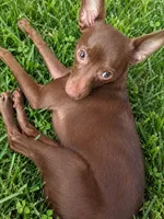 Maple asking her, a female Chihuahua for sale in Munfordville, KY – 1 of 1