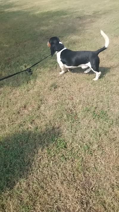 Bubby , a male Basset Hound for sale in Munfordville, KY – 5 of 5