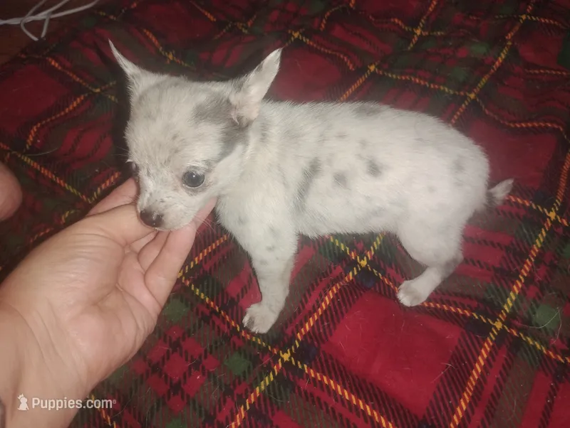 Princess  – Chihuahua puppy for sale in Munfordville, KY