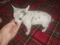 Princess , a female Chihuahua for sale in Munfordville, KY – 1 of 6