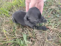 Tinkerbell , a female Chihuahua for sale in Munfordville, KY – 3 of 4