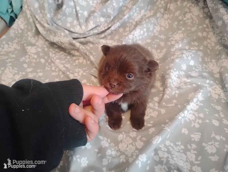 Hershey – Chihuahua puppy for sale in Munfordville, KY