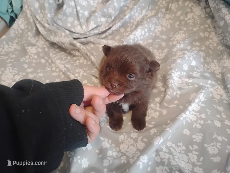Hershey – Chihuahua puppy for sale in Munfordville, KY