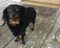 Diamond , a female Miniature Dachshund for sale in Munfordville, KY – 8 of 9