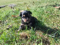 Max, a male Yorkshire Terrier for sale in Munfordville, KY – 4 of 7