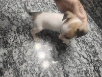 Molly, a female Chihuahua for sale in Munfordville, KY – 2 of 4
