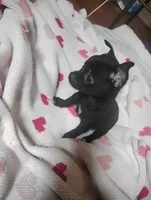 Lilly, a female Chihuahua for sale in Munfordville, KY – 3 of 5
