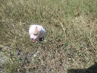 Molly , a female Chihuahua for sale in Munfordville, KY – 2 of 5