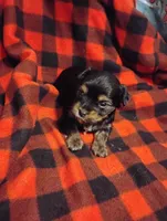 Max, a male Yorkshire Terrier for sale in Munfordville, KY – 7 of 7