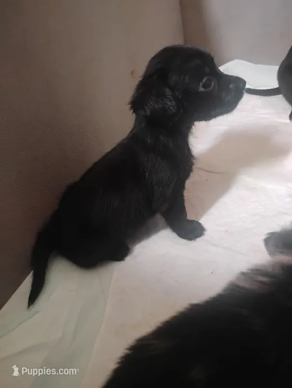 Diamond  – Miniature Dachshund puppy for sale in Munfordville, KY