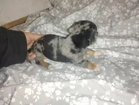 Daisy , a female Miniature Dachshund for sale in Munfordville, KY – 3 of 4