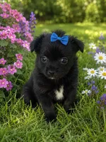 Max, a male Chihuahua for sale in Munfordville, KY – 3 of 3