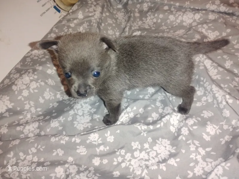 Skyler  – Chihuahua puppy for sale in Munfordville, KY