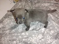 Skyler , a male Chihuahua for sale in Munfordville, KY – 1 of 3