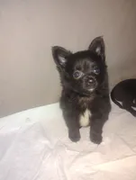 Max, a male Chihuahua for sale in Munfordville, KY – 5 of 5