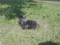 Max, a male Dachshund for sale in Munfordville, KY – 2 of 7