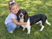 Bubby , a male Basset Hound for sale in Munfordville, KY – 4 of 5