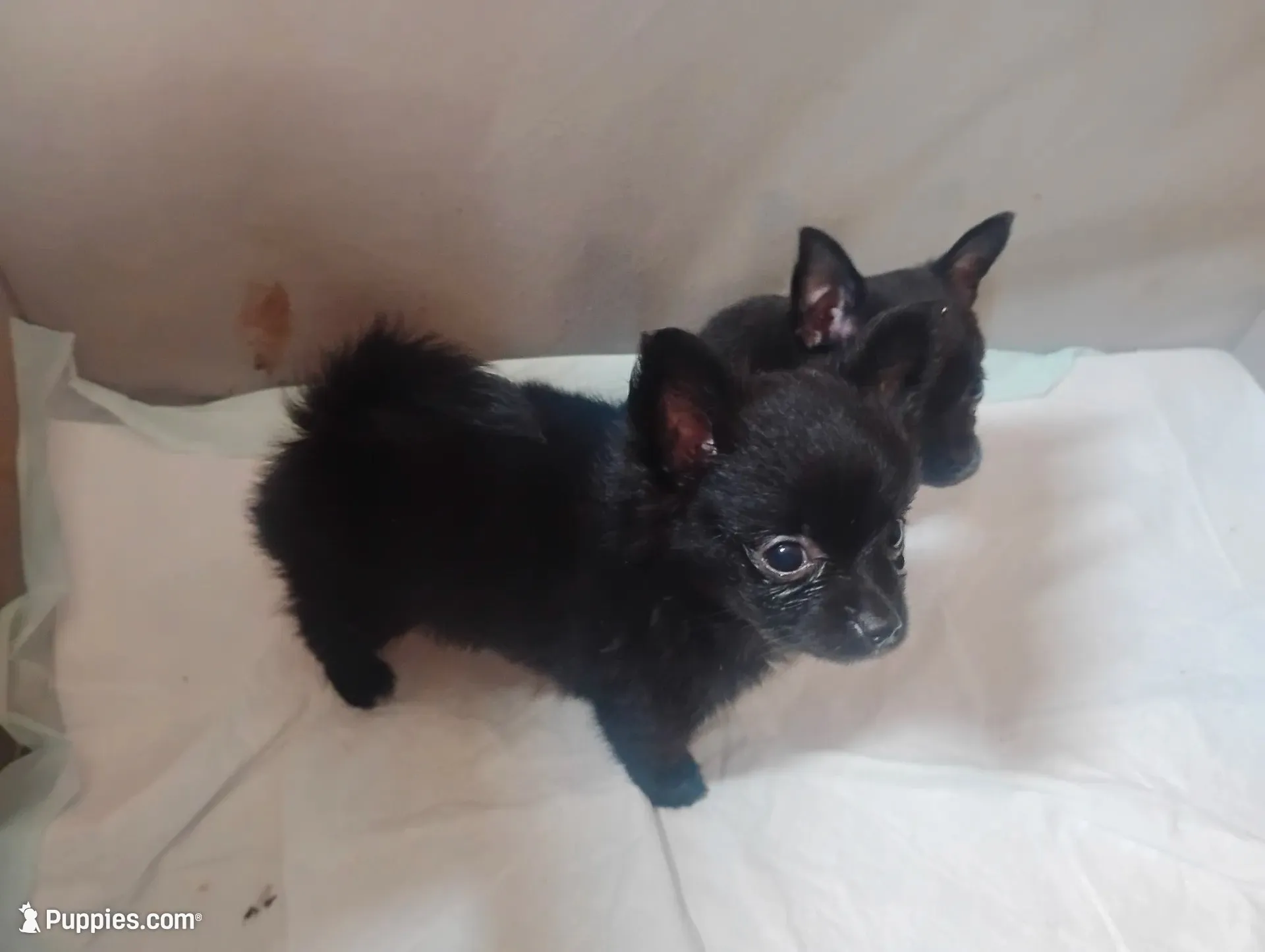 Max, a male Chihuahua for sale in Munfordville, KY – 2 of 5
