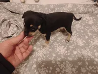 Leo, a male Chihuahua for sale in Munfordville, KY – 2 of 3