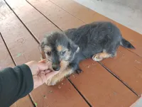 Lilly , a female Dachshund and Yorkshire Terrier for sale in Munfordville, KY – 2 of 6