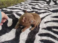 Tinkerbell , a female Chihuahua for sale in Munfordville, KY – 4 of 6