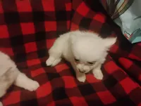Tinkerbell , a female Chihuahua for sale in Munfordville, KY – 3 of 4