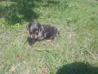 Max, a male Dachshund for sale in Munfordville, KY – 6 of 7