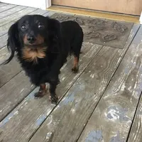 Max, a male Dachshund for sale in Munfordville, KY – 3 of 7
