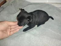 Lilly , a female Chihuahua for sale in Munfordville, KY – 1 of 3