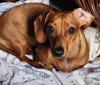 Diamond , a female Miniature Dachshund for sale in Munfordville, KY – 6 of 8